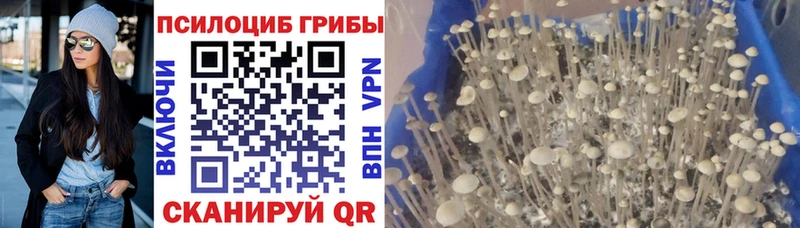 Купить где  Валдай  Галлюциногенные грибы Psilocybine cubensis 